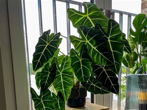 do alocasia like soggy soil